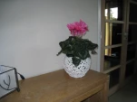IMG 0736