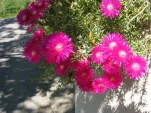 IMG 0946