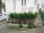 IMG 0920