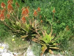 IMG 0945