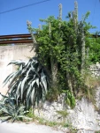 IMG 0947